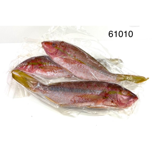 YELLOW TAIL SNAPPER/PARGO ENTERO BRAZIL. 6/1.5LB