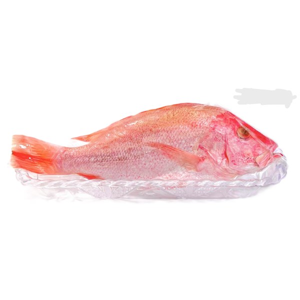 SCARLET SNAPPER 1.5-2 CVP FZ WGGS PARGO. 8/1.25LB